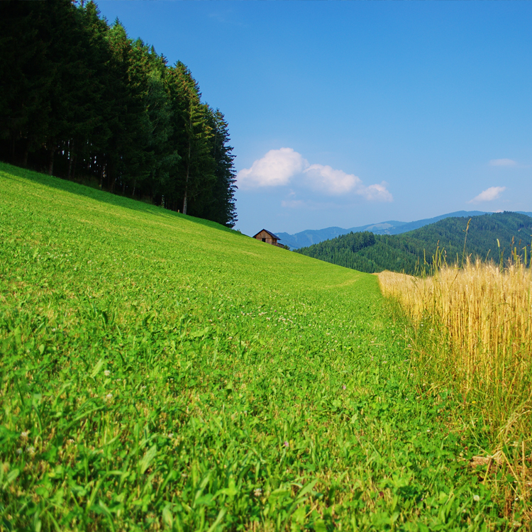 Land- und Forstwirtschaft © Land Steiermark Land- und Forstwirtschaft © Land Steiermark